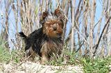 YORKSHIRE TERRIER 161